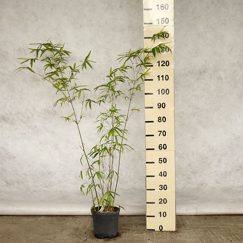 Example of Bambusa glaucescens Multiplex - Bambou moyen Pot de 4L/5L as you get in printemps