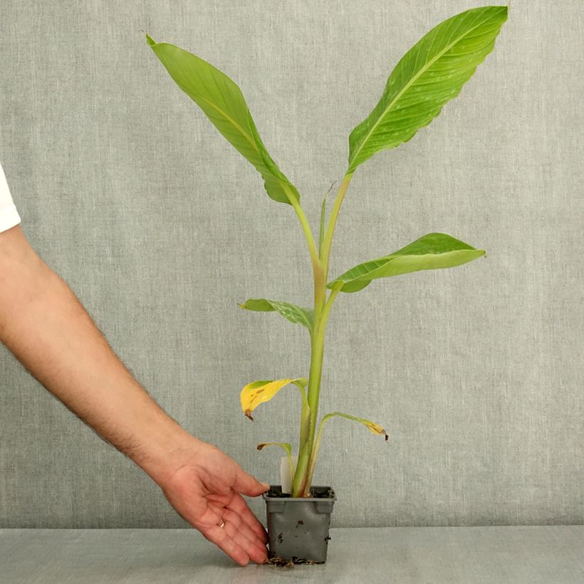 Spécimen de Bananier - Musa Himalayensis Speciosa Godet de 8/9 cm tel que livré en été