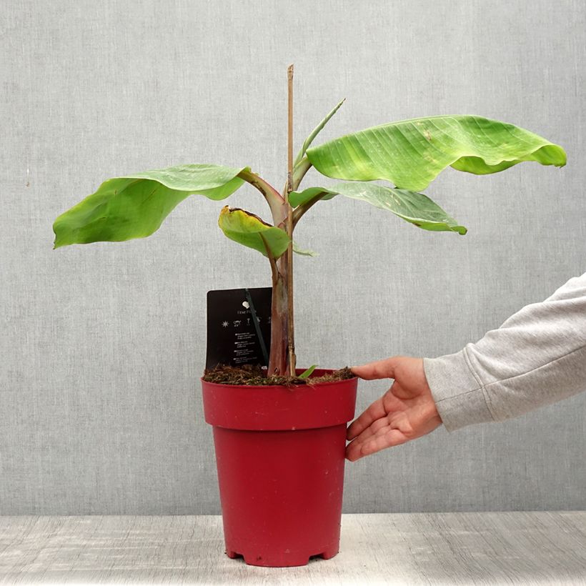 Spécimen de Bananier rouge - Musa acuminata Red Dacca Pot de 6L/7L tel que livré au printemps