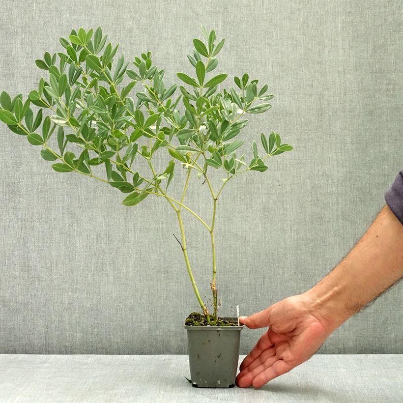 Spécimen de Baptisia albescens ex Pink Form - Lupin indigo Godet de 8/9 cm tel que livré en été