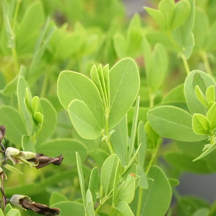 Baptisia australis minor Dark Blue - Lupin indigo (Feuillage)