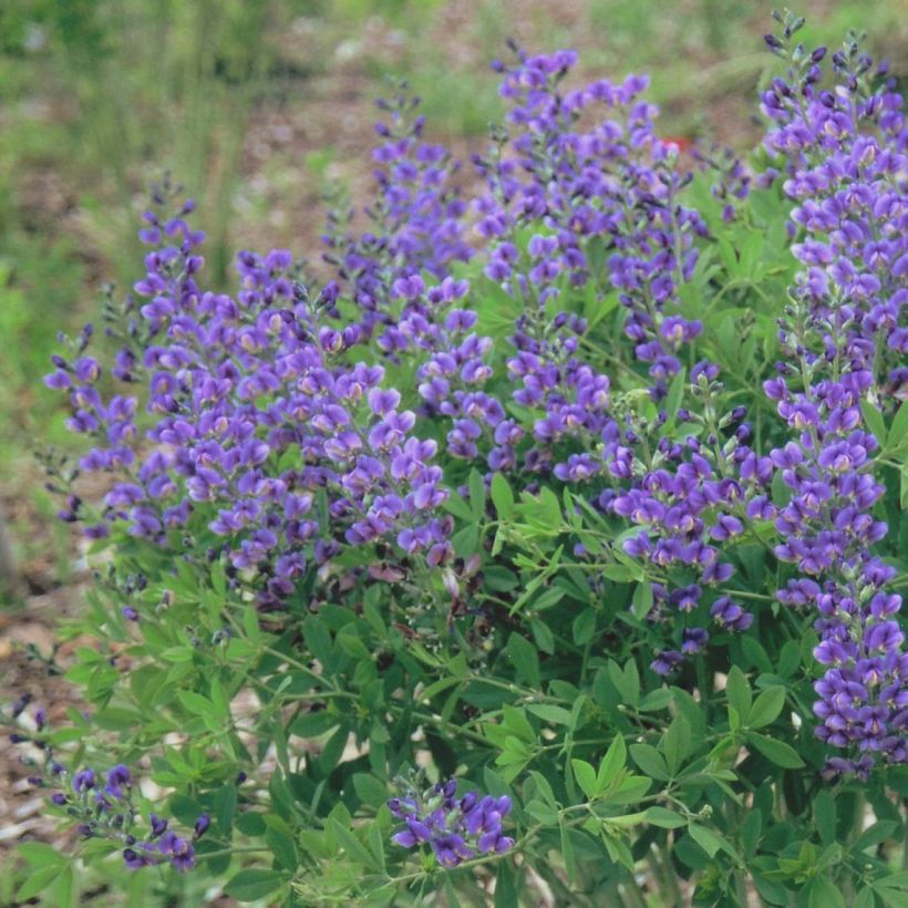 Baptisia Blueberry Sundae - Faux-indigo (Flowering)