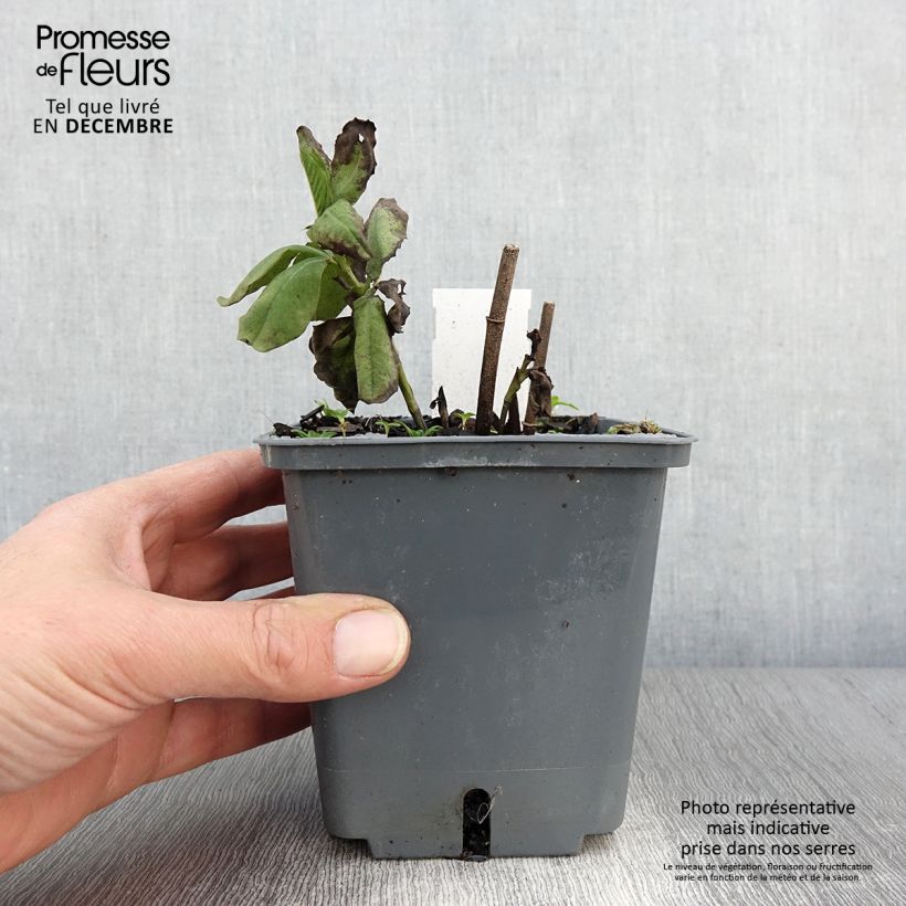 Spécimen de Baptisia Blueberry Sundae - Faux-indigo Pot de 1L/1,5L tel que livré en automne