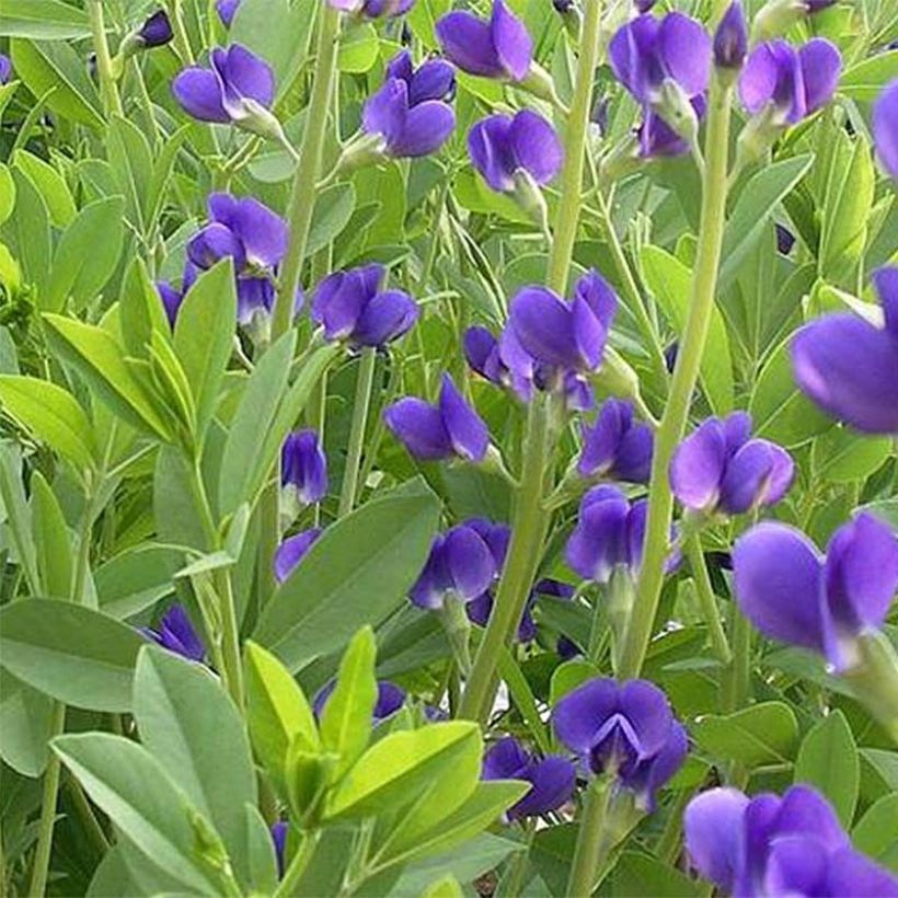 Baptisia Caspian Blue - Lupin indigo (Foliage)