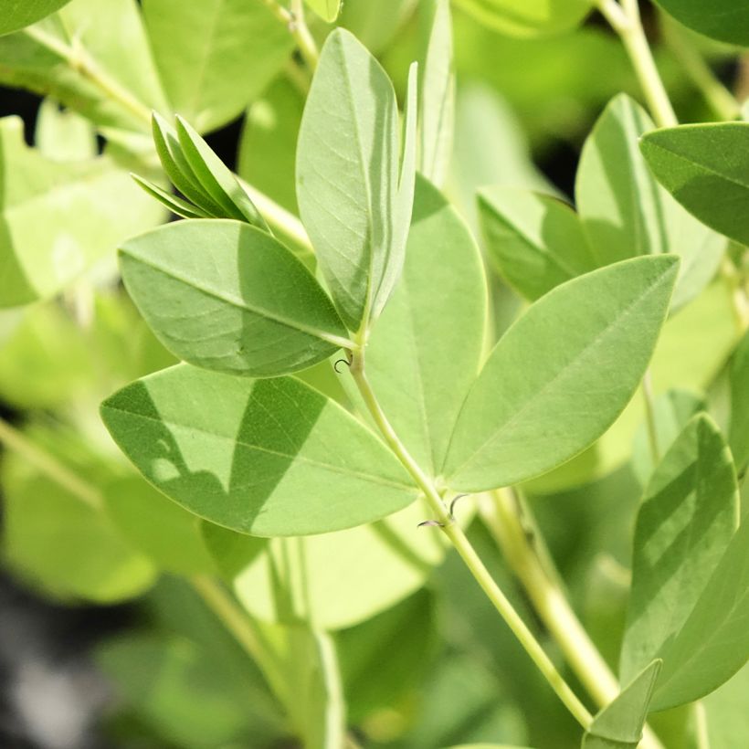 Baptisia Decadence Dark Chocolate - Lupin indigo (Feuillage)