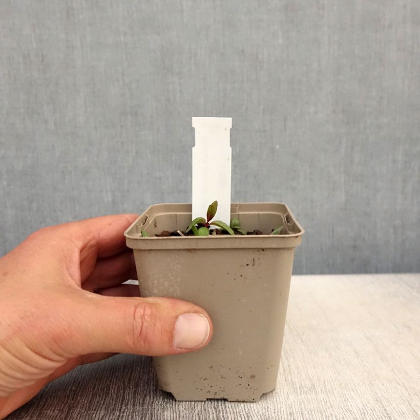 Example of Baptisia pendula alba - Faux indigo blanc Godet de 8/9 cm as you get in printemps