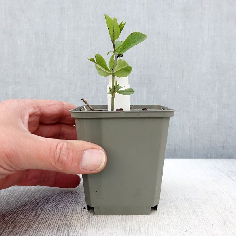 Spécimen de Baptisia Sparkling Sapphires - Faux indigo Godet de 8/9 cm tel que livré au printemps