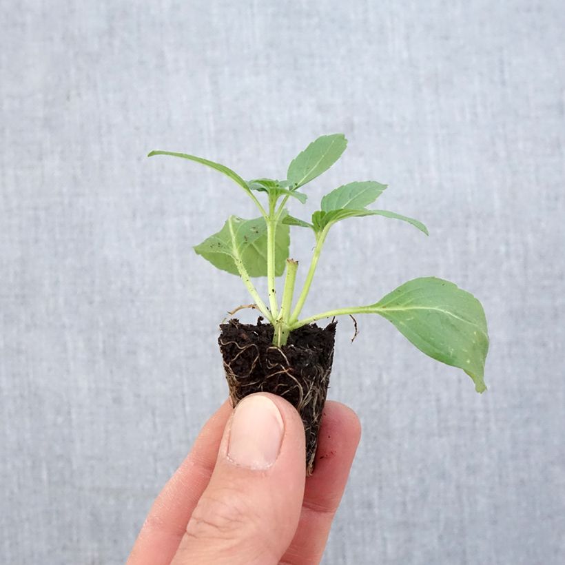 Example of Basilic ornemental Magic White Bio - Ocimum basilicum Mini-motte Ø 1,5/2,5 cm as you get in printemps