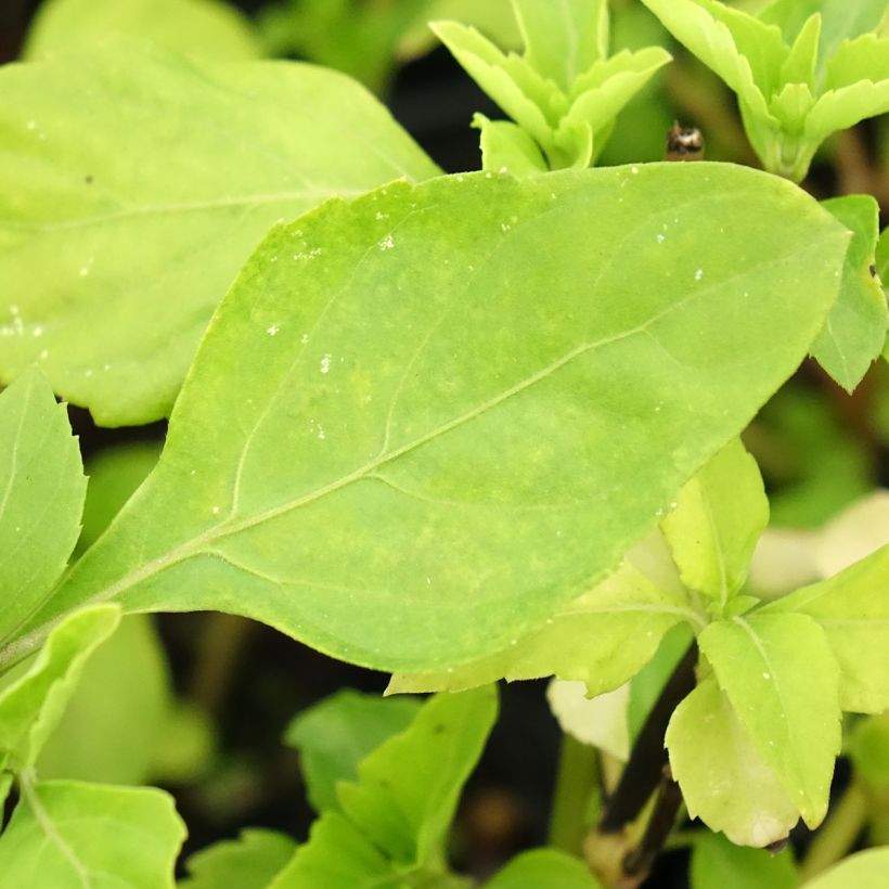 Basilic vivace anisé  (Foliage)