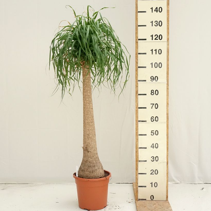 Spécimen de Beaucarnea recurvata - Arbre bouteille ou Pied d'éléphant  Pot de 7,5L/10L, Tronc/stipe de 1 m tel que livré en été