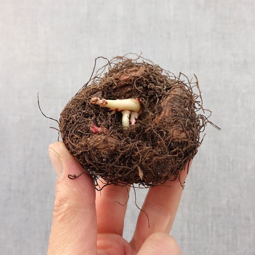 Example of Begonia Bertinii  Bulbe calibre 6/7 as you get in printemps