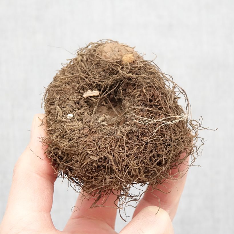 Spécimen de Begonia boliviensis San Francisco - Bégonia retombant Bulbe calibre 24+ tel que livré au printemps