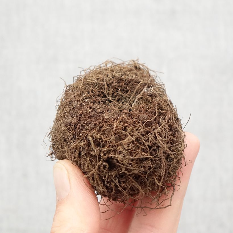 Example of Begonia boliviensis Santa Barbara - Bégonia retombant Bulbe calibre 24+ as you get in printemps