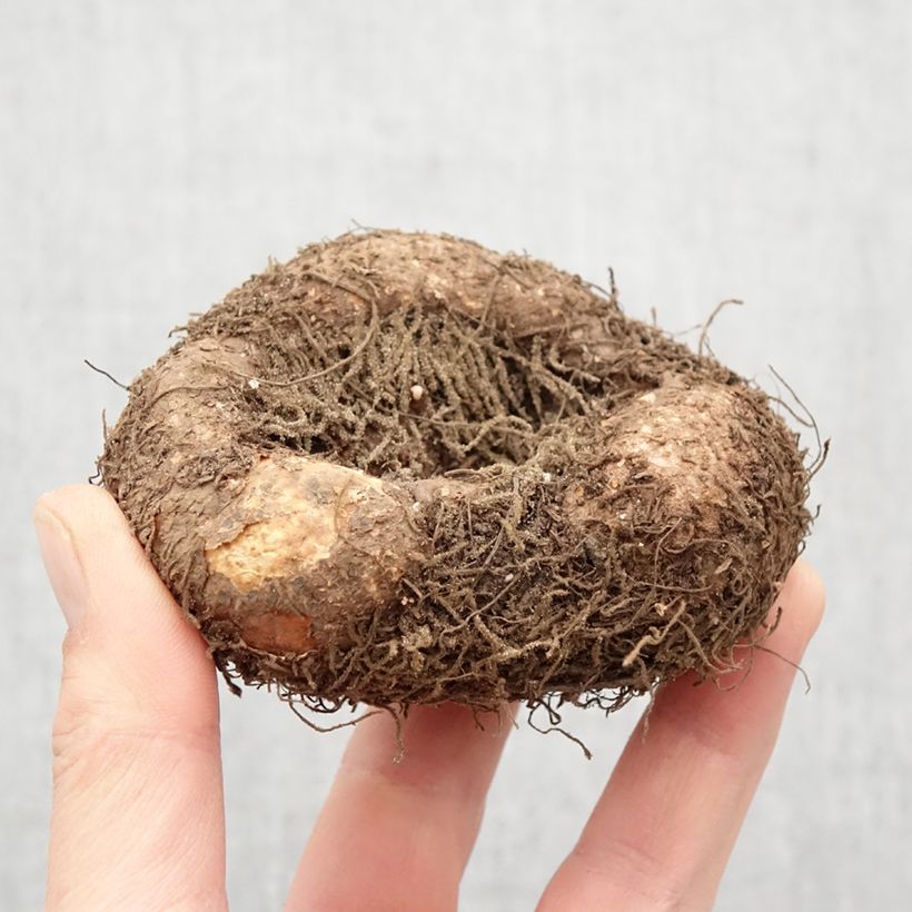 Example of Begonia boliviensis Santa Cruz - Bégonia retombant Bulbe calibre 24+ as you get in printemps