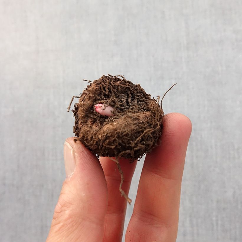 Spécimen de Begonia crispa Marginata White-Red Bulbe calibre 5+ tel que livré au printemps