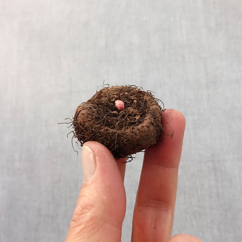 Spécimen de Begonia crispa marginata Yellow-Red Bulbe calibre 5+ tel que livré au printemps