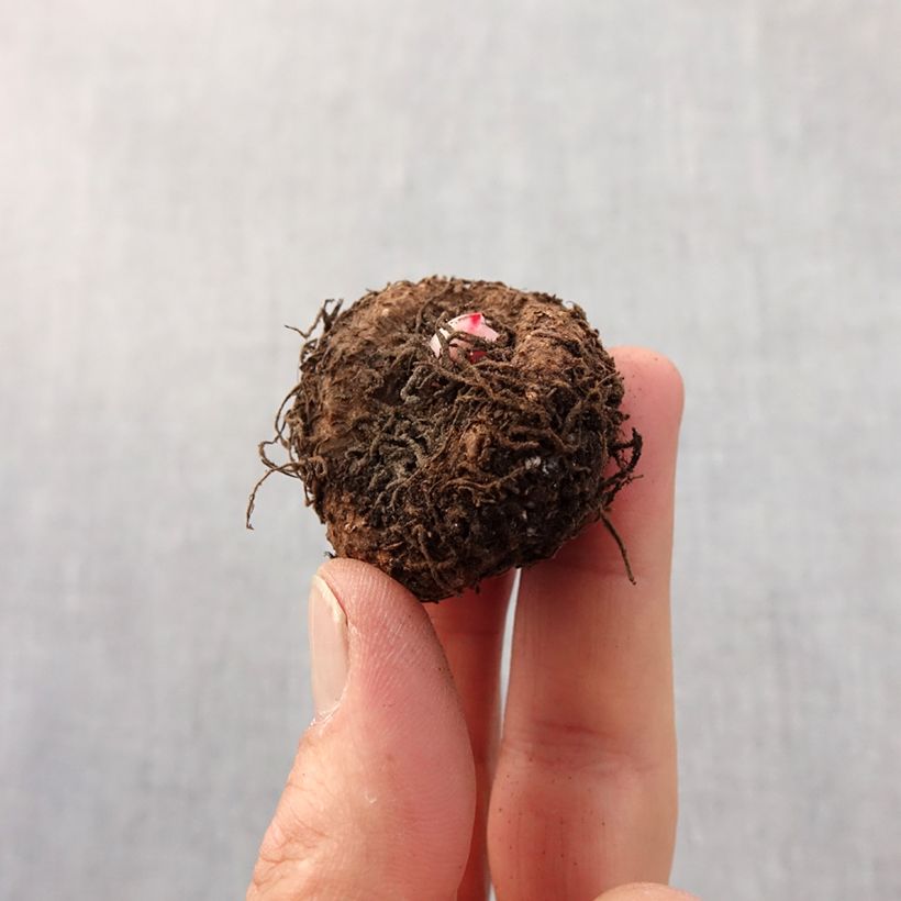 Spécimen de Begonia double Bouton de Rose Bulbe calibre 5+ tel que livré au printemps