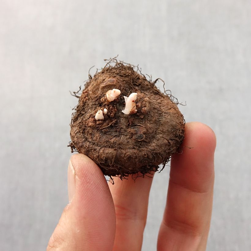 Spécimen de Begonia Fimbriata Blanc Bulbe calibre 6+ tel que livré au printemps