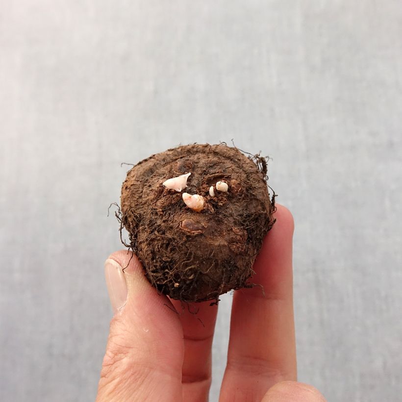 Spécimen de Begonia Fimbriata Rouge Bulbe calibre 6+ tel que livré au printemps