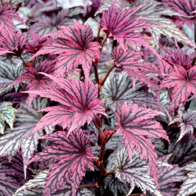 Bégonia Garden Angel Blush (Foliage)