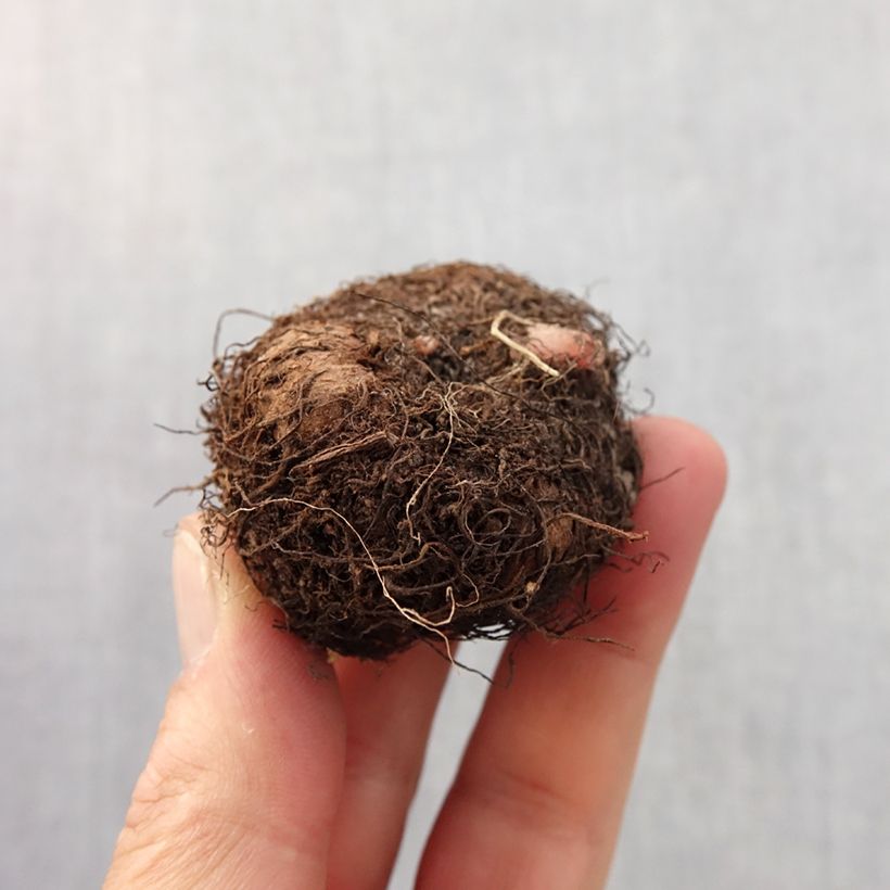 Example of Begonia Grandiflora Blanc Bulbe calibre 6+ as you get in printemps