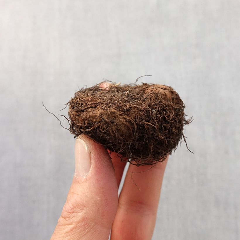 Example of Begonia Grandiflora Jaune Bulbe calibre 6+ as you get in printemps