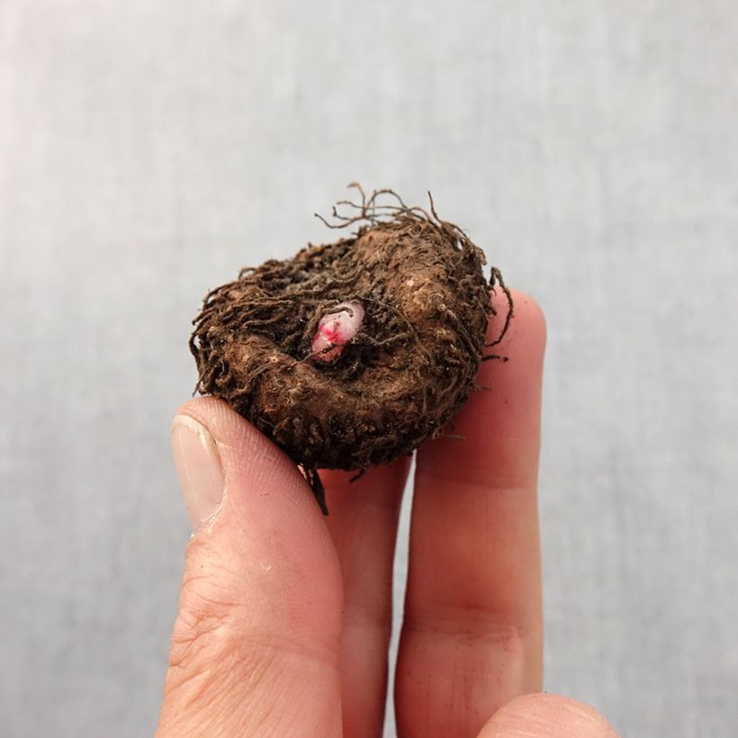 Example of Begonia grandiflora Picotee blanc rouge Bulbe calibre 5+ as you get in printemps