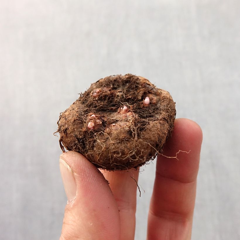 Example of Begonia grandiflora Rose Bulbe calibre 6+ as you get in printemps