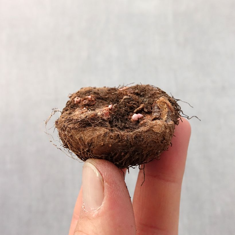 Example of Begonia Grandiflora Rouge Bulbe calibre 4+ as you get in printemps