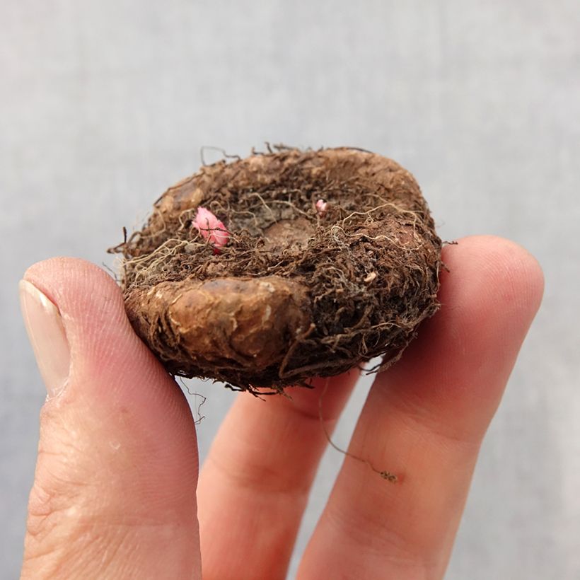 Example of Begonia Grandiflora Saumon Bulbe calibre 7+ as you get in printemps