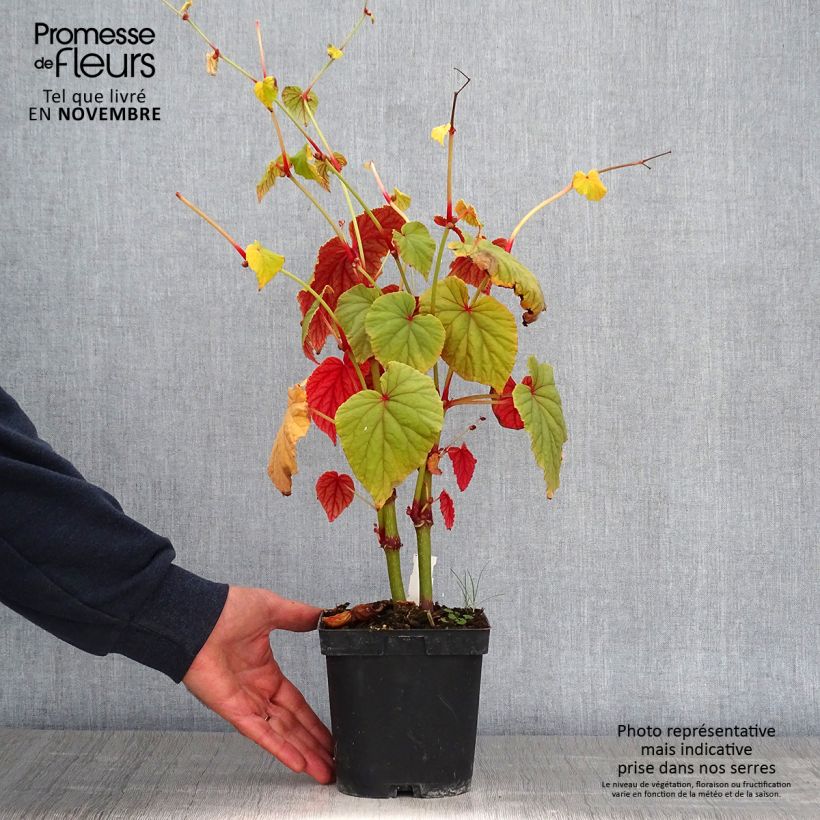 Spécimen de Begonia grandis evansiana Pot de 2L/3L tel que livré en automne