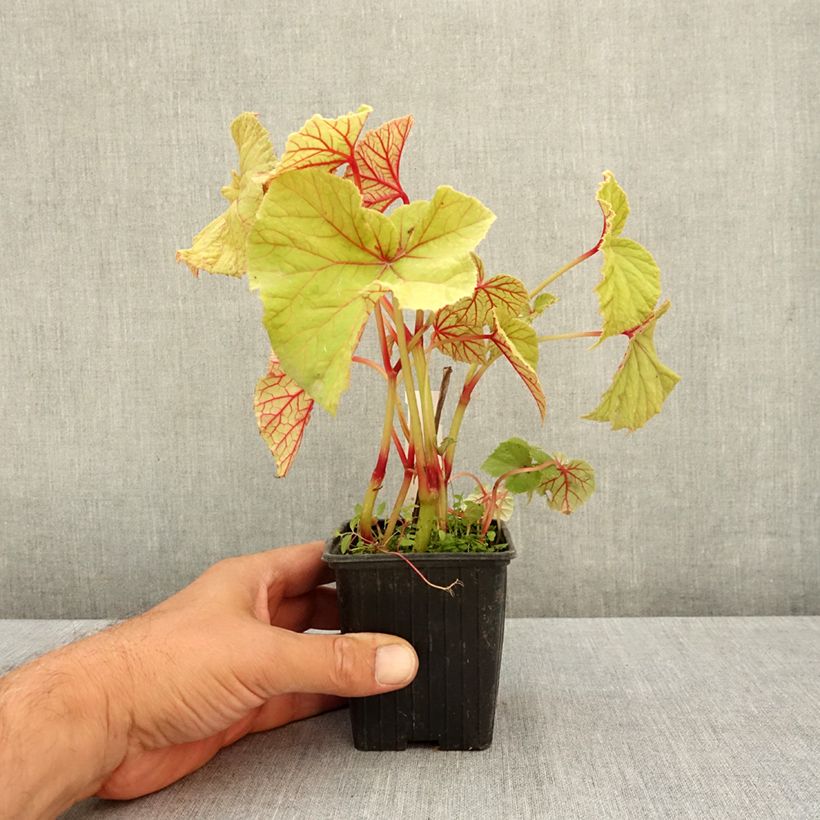 Spécimen de Begonia grandis subsp. evansiana var. alba Godet de 8/9 cm tel que livré en été