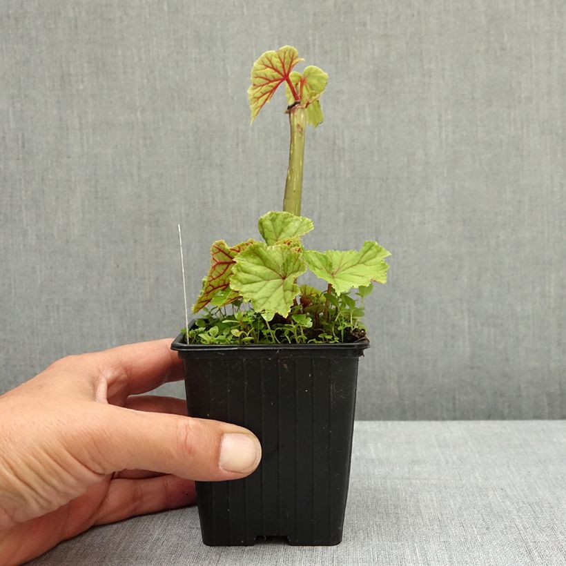 Spécimen de Begonia grandis subsp. evansiana var. alba Godet de 8/9 cm tel que livré au printemps