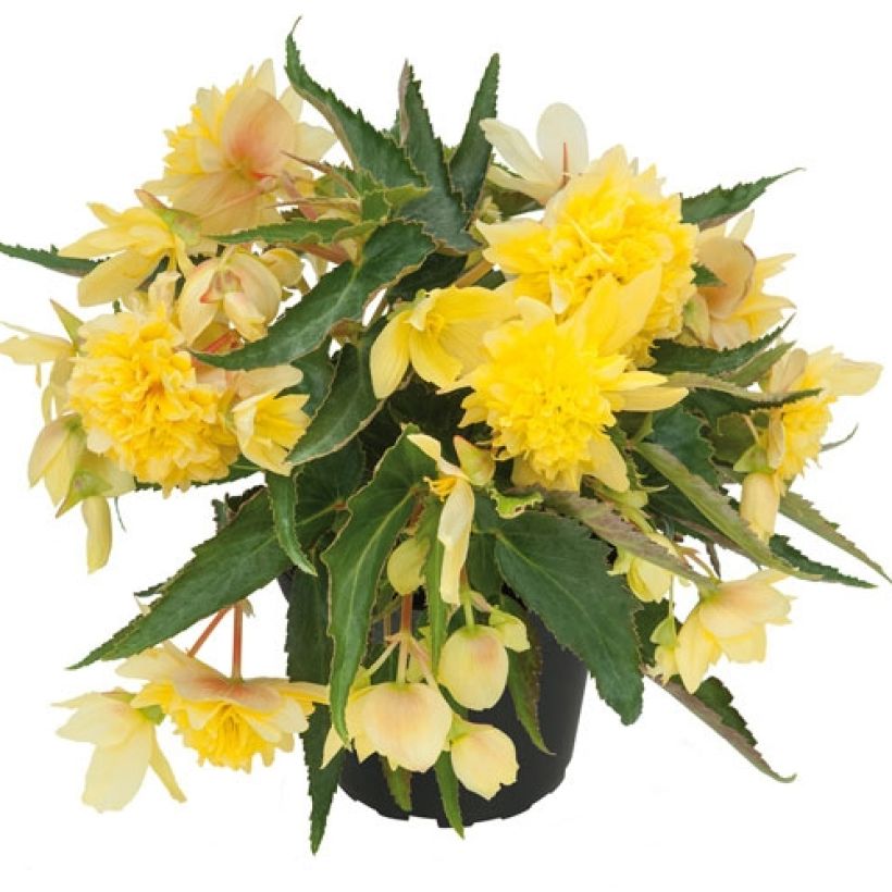 Bégonia retombant Belleconia Citrus  (Plant habit)