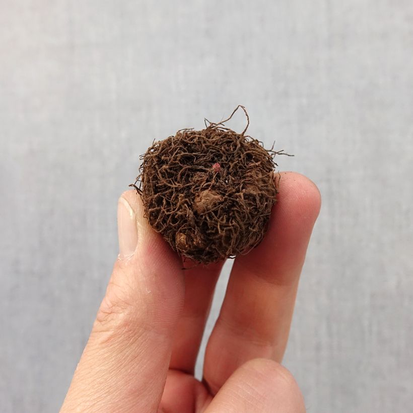 Example of Bégonia multiflora Helene Harms Bulbe calibre 2,5/5 as you get in printemps