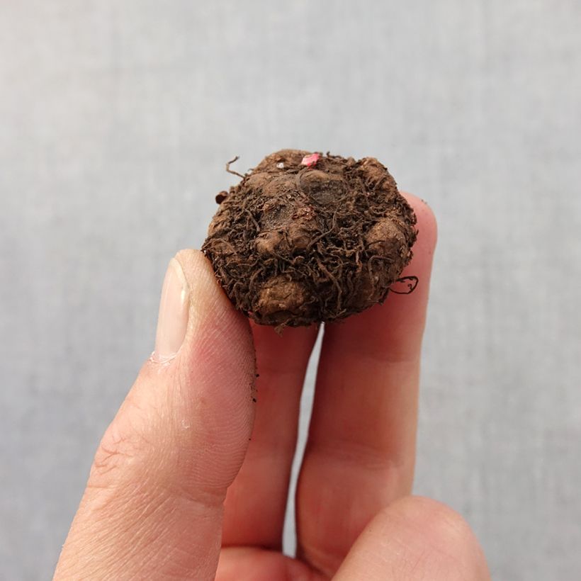 Spécimen de Begonia multiflora Richard Galle Bulbe calibre 2,5/5 tel que livré au printemps