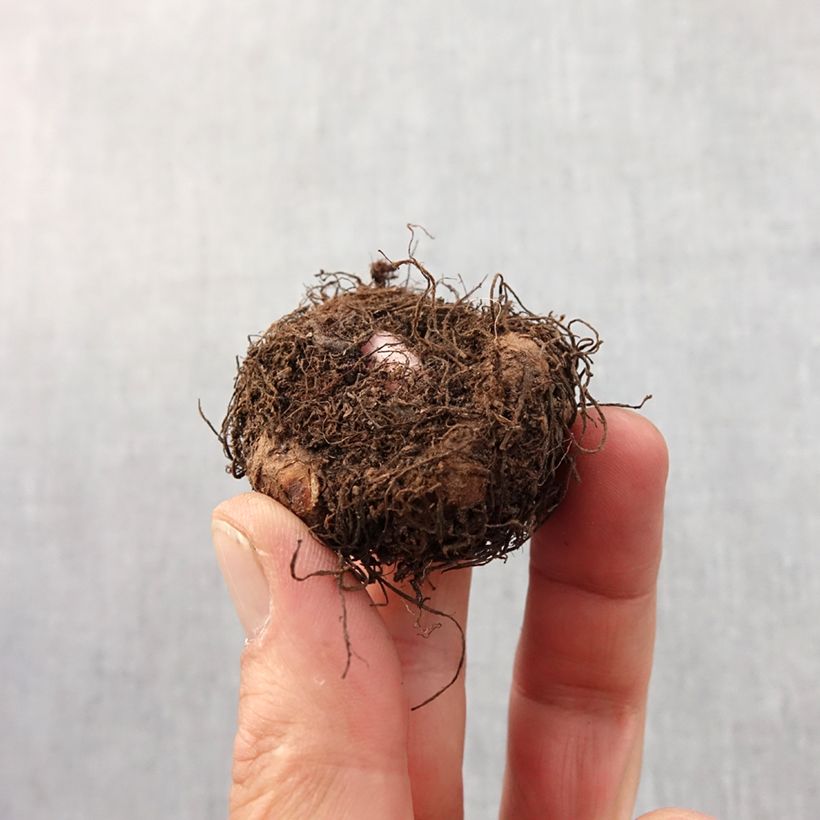 Spécimen de Begonia pendula Blanc - Bégonia retombant Bulbe calibre 6+ tel que livré au printemps