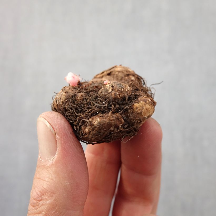 Example of Begonia pendula Golden Balcony - Begonia retombant Bulbe calibre 4+ as you get in printemps