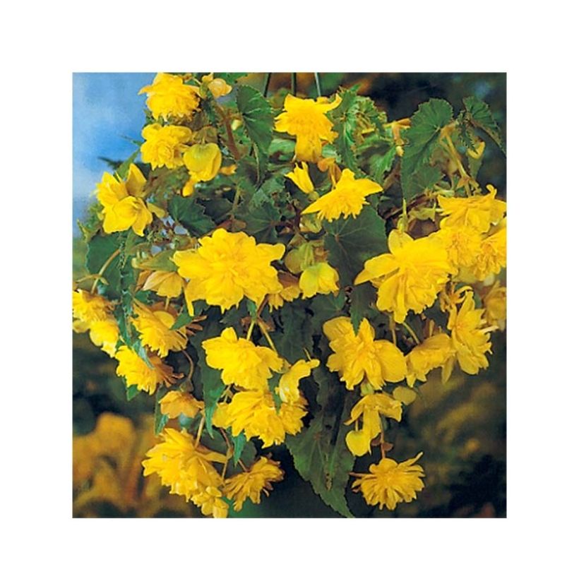 Begonia pendula Jaune - Bégonia retombant (Flowering)