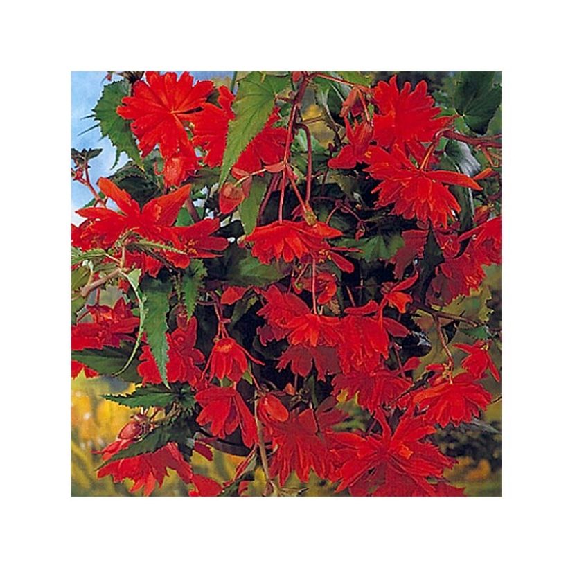 Begonia pendula Orange - Bégonia retombant (Flowering)