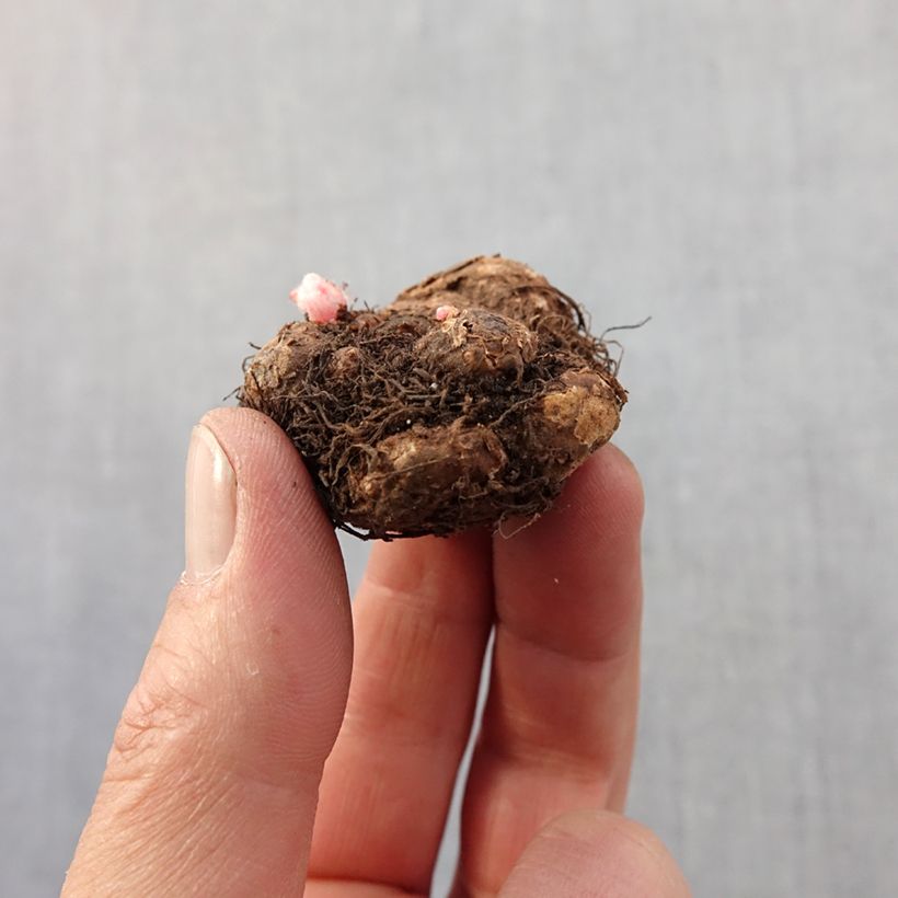 Example of Begonia pendula Pink Balcony - Begonia retombant Bulbe calibre 5+ as you get in printemps