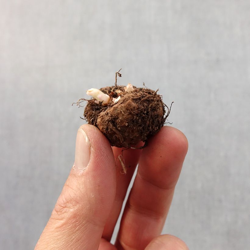 Spécimen de Begonia picotée en mélange Bulbe calibre 4+ tel que livré au printemps