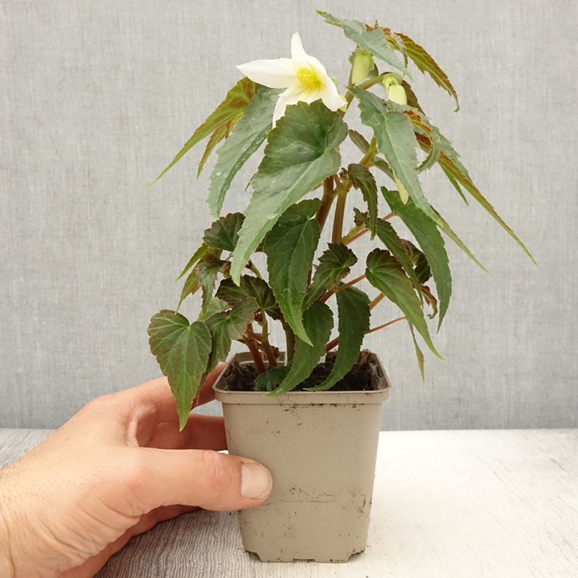 Example of Bégonia retombant Summerwings Apricot en Mini motte Godet de 8/9 cm as you get in printemps