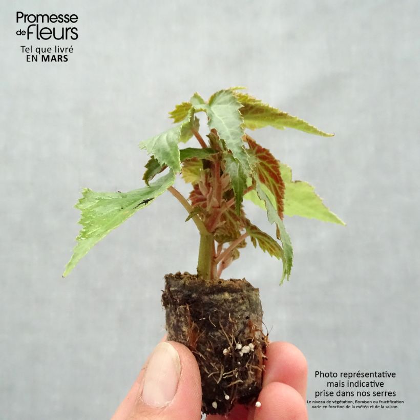Spécimen de Begonia retombant Summerwings Rose Mini-motte Ø 3/4 cm tel que livré au printemps
