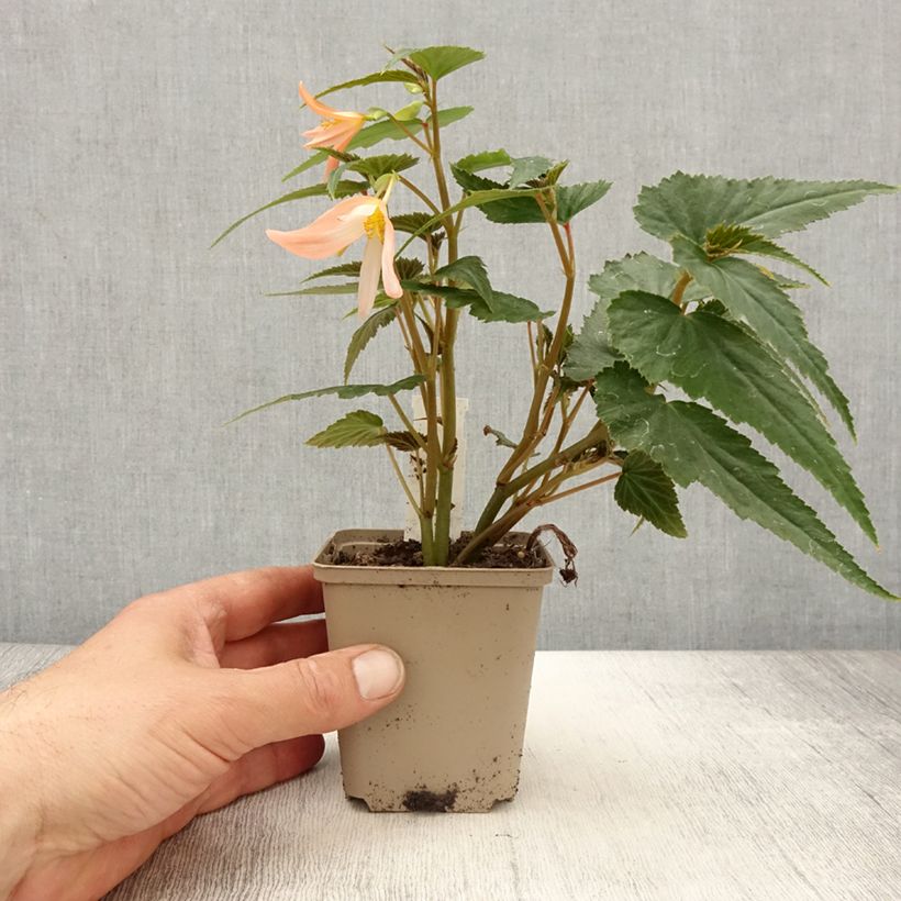 Example of Begonia retombant Summerwings White Elegance Godet de 8/9 cm as you get in printemps