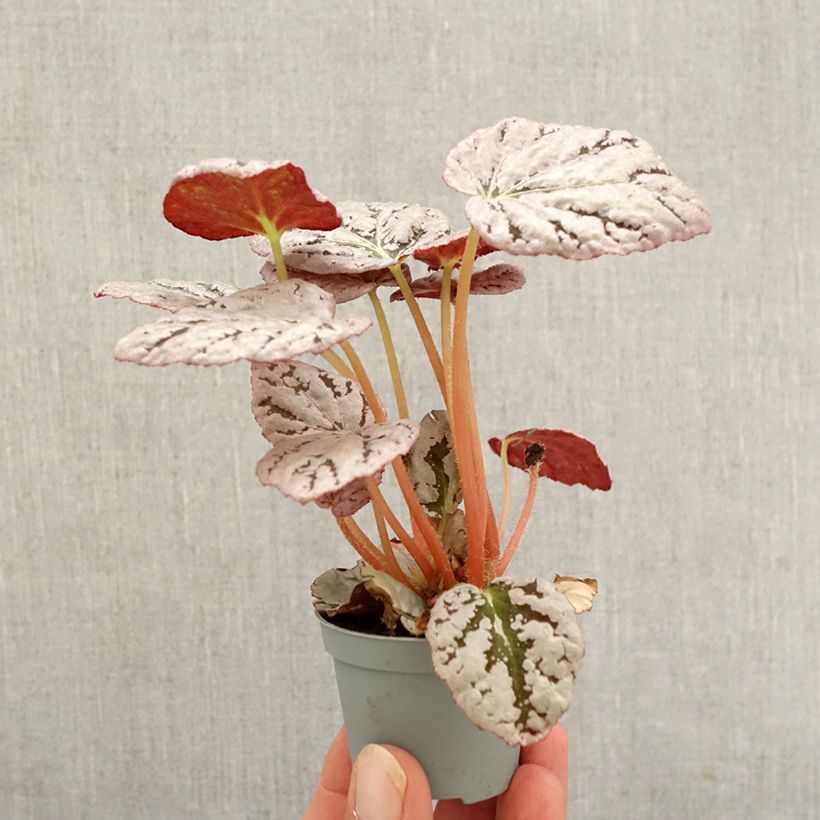 Spécimen de Begonia Rex Chayo Mini-plante tel que livré en automne