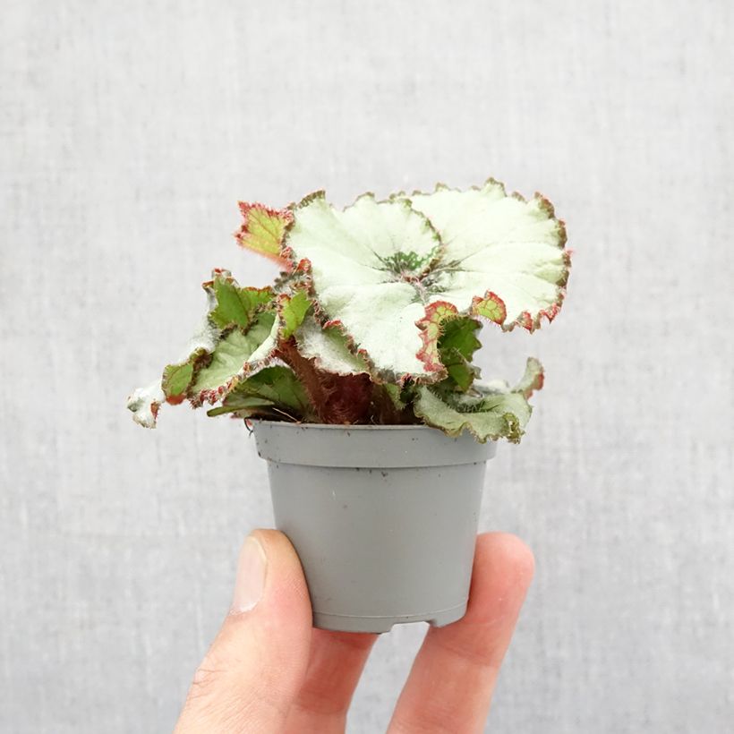 Example of Begonia Rex Escargot - Bégonia escargot Mini-plante as you get in printemps