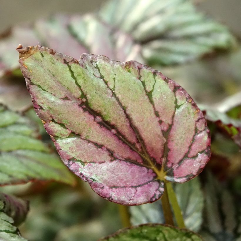 Begonia Rex Hugh McLauchlan (Feuillage)