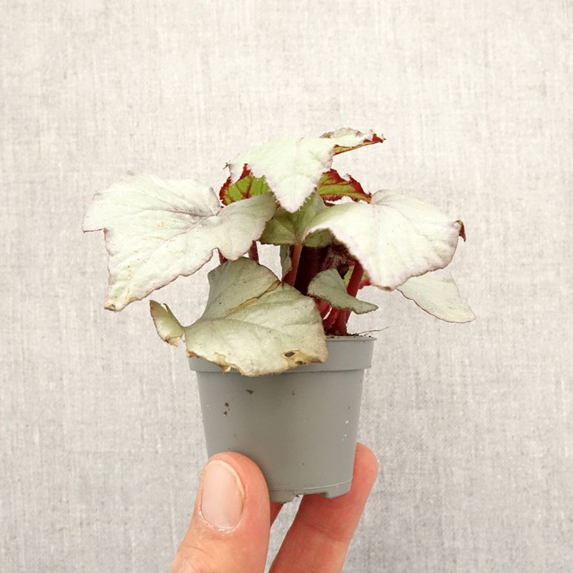 Example of Begonia Rex Pink Pop Mini-plante as you get in printemps