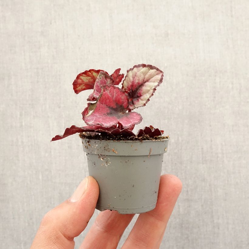 Example of Begonia Rex Red Kiss Mini-plante as you get in printemps